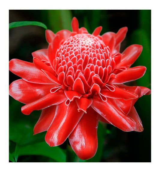 Temis- Yodeyma -dames parfum