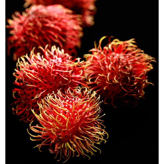 Sophisticate - Yodeyma -dames parfum