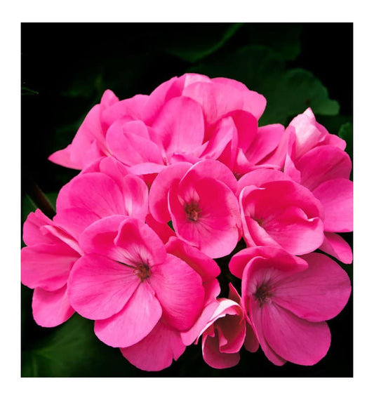 Root Yodeyma - herenparfum