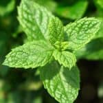 Wow Scent- Yodeyma - herenparfum