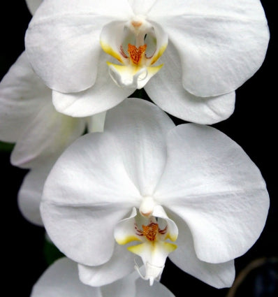Harpina - Yodeyma -dames parfum