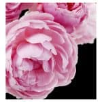 Cheante - Yodeyma -dames parfum
