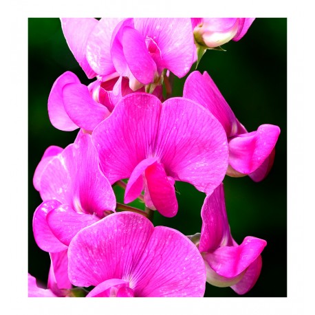 Poetic - Yodeyma -dames parfum