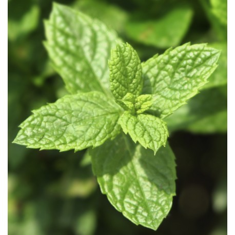Mint Ocean- Yodeyma - herenparfum (Niche collection)